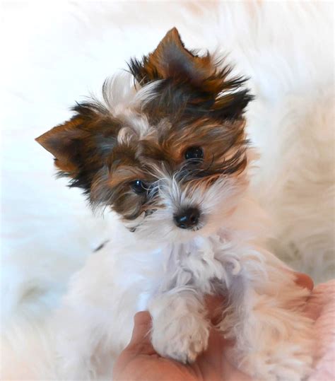 teacup yorkie puppies for sale in illinois|toy yorkie breeders near me.